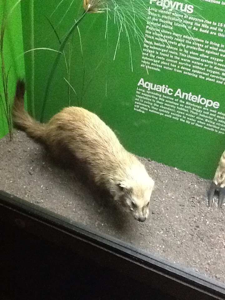 Milwaukee Public Museum - Africa - Mongoose Species ID?
