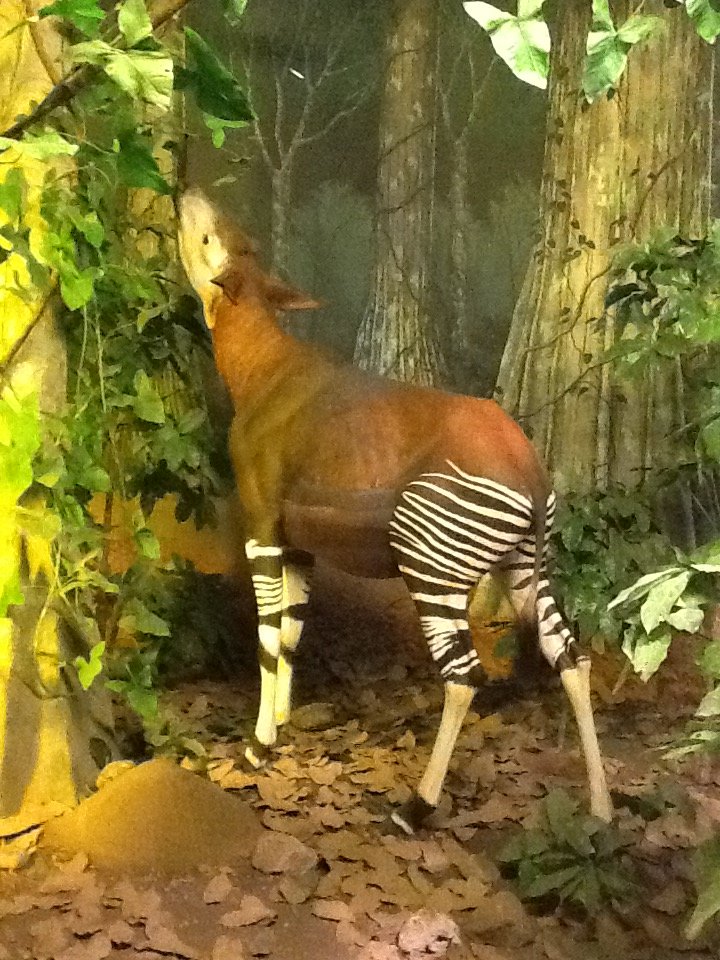 Milwaukee Public Museum - Africa - Okapi Diorama