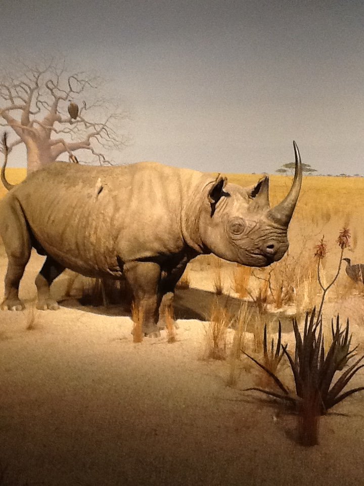 Milwaukee Public Museum - Africa - Rhino Diorama