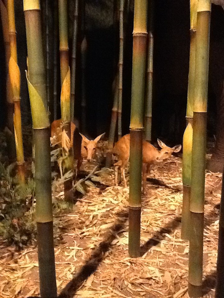 Milwaukee Public Museum - Africa - Royal Antelope in Bamboo Forest Diorama