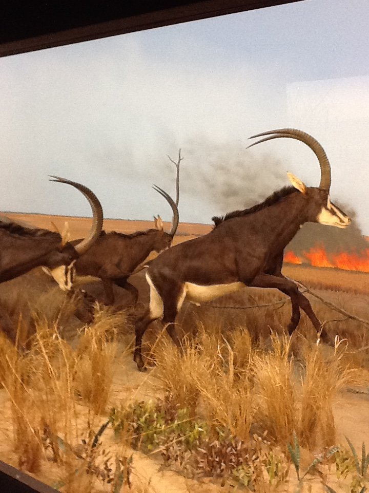 Milwaukee Public Museum - Africa - Sable Antelope Diorama