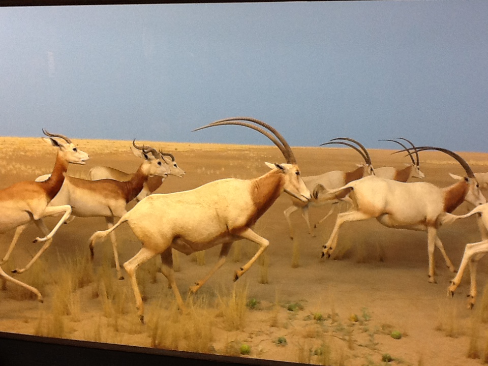 Milwaukee Public Museum - Africa - Scimitar-Horned Oryx Diorama