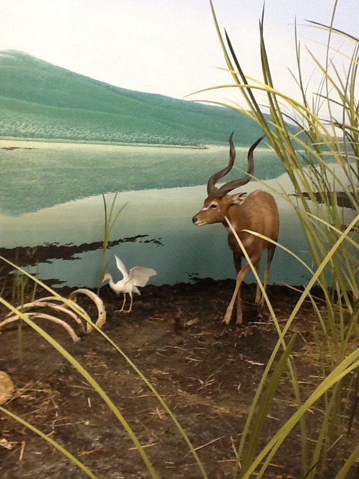 Milwaukee Public Museum - Africa - Sitatunga and Egret in Cape Buffalo Diorama