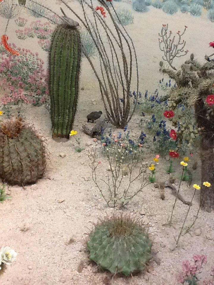 Milwaukee Public Museum - American Southwest - Bobwhites in Peccary Diorama