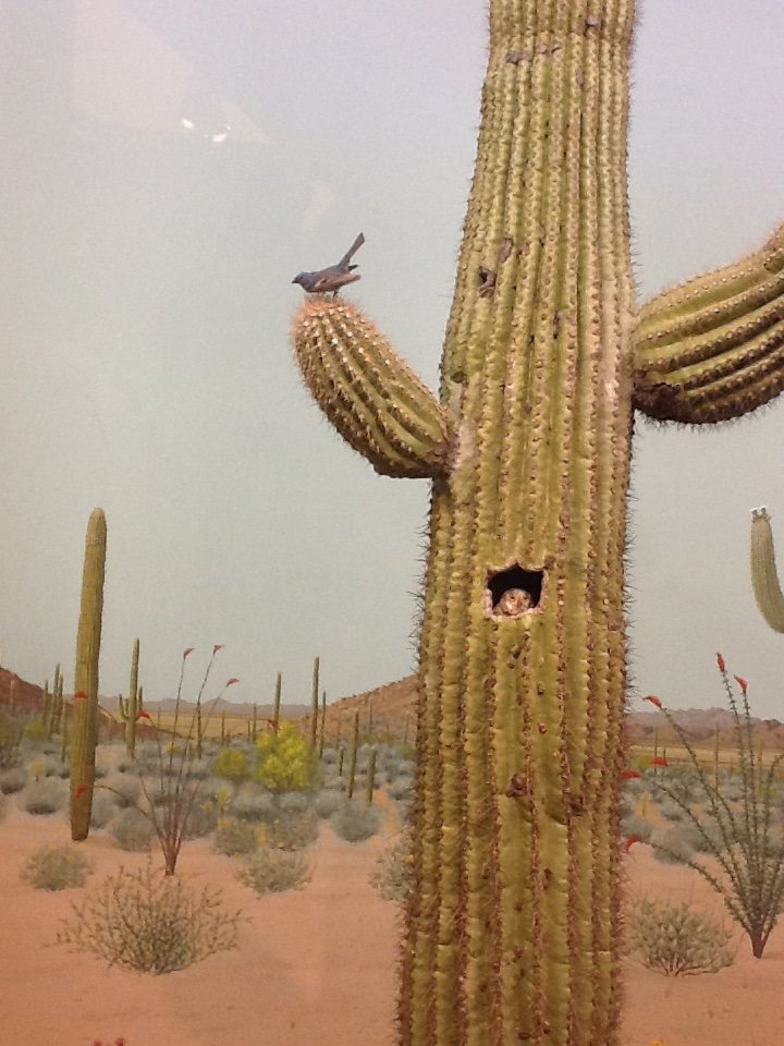 Milwaukee Public Museum - American Southwest - Cactus Ferruginous Pygmy Owl