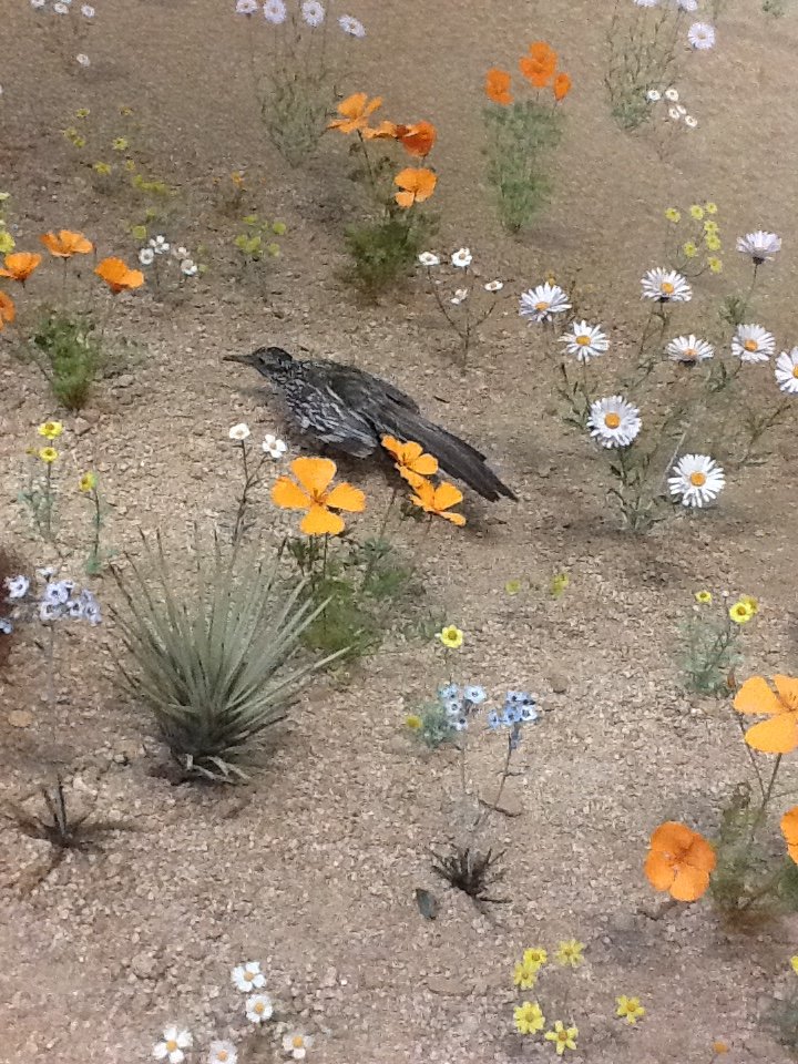 Milwaukee Public Museum - American Southwest - Greater Road Runner