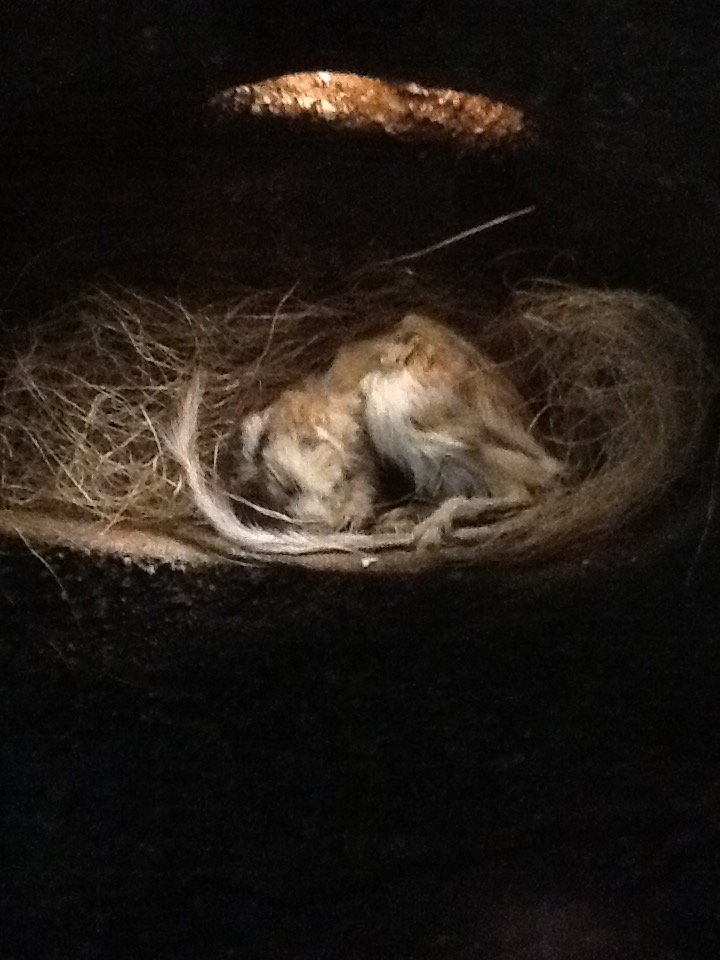 Milwaukee Public Museum - American Southwest - Kangaroo Rat