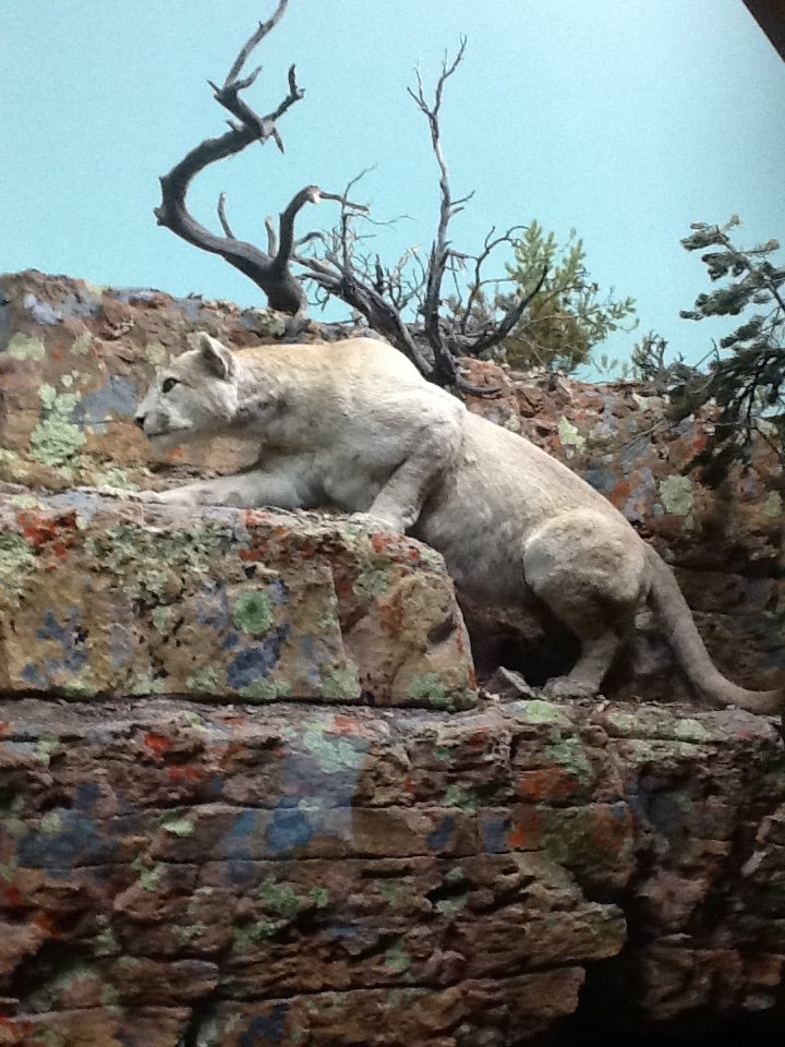 Milwaukee Public Museum - American Southwest - Mountain Lion in White-Tailed Deer Diorama