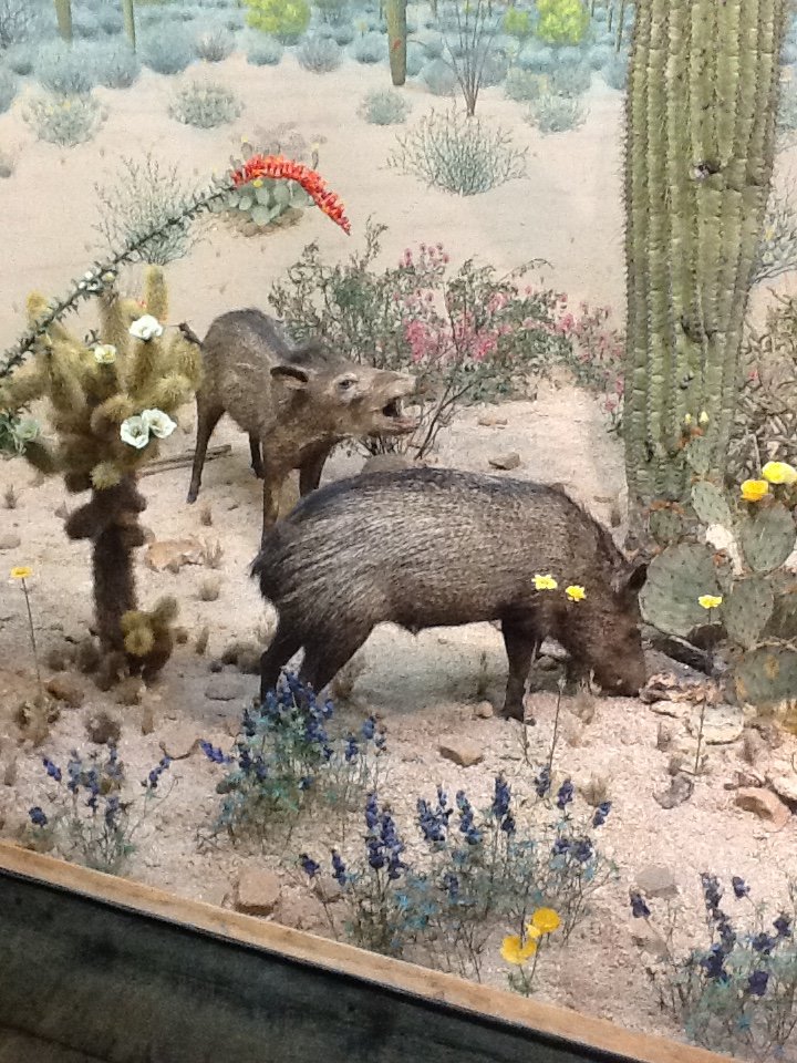 Milwaukee Public Museum - American Southwest - Peccary Diorama