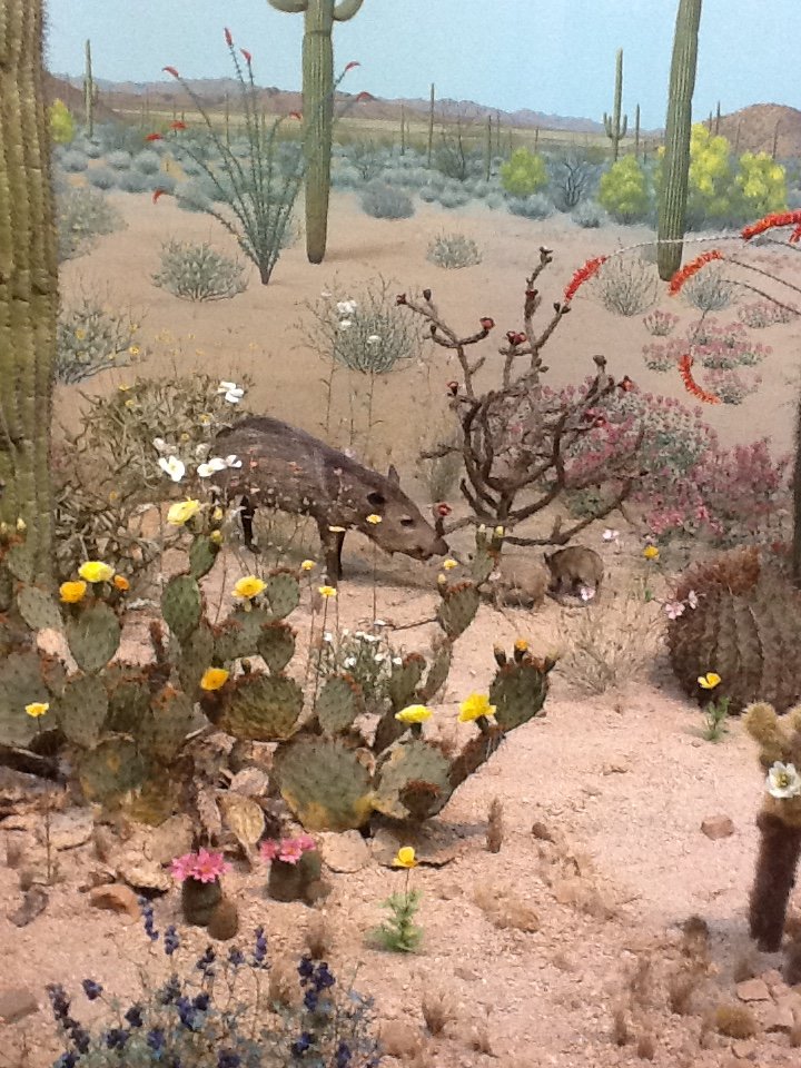 Milwaukee Public Museum - American Southwest - Peccary Diorama