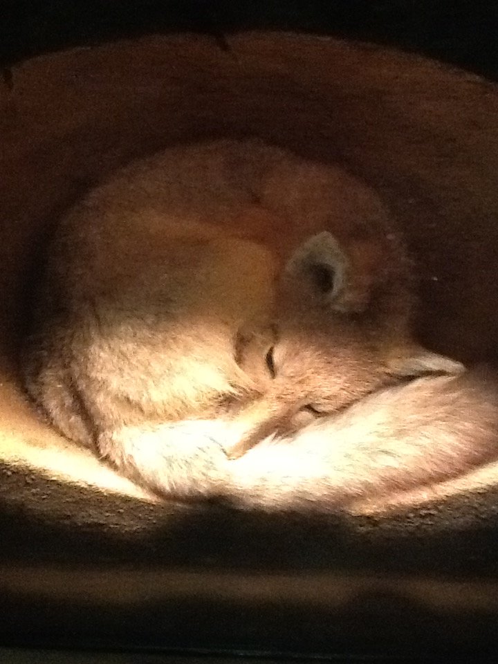 Milwaukee Public Museum - American Southwest - Swift Fox