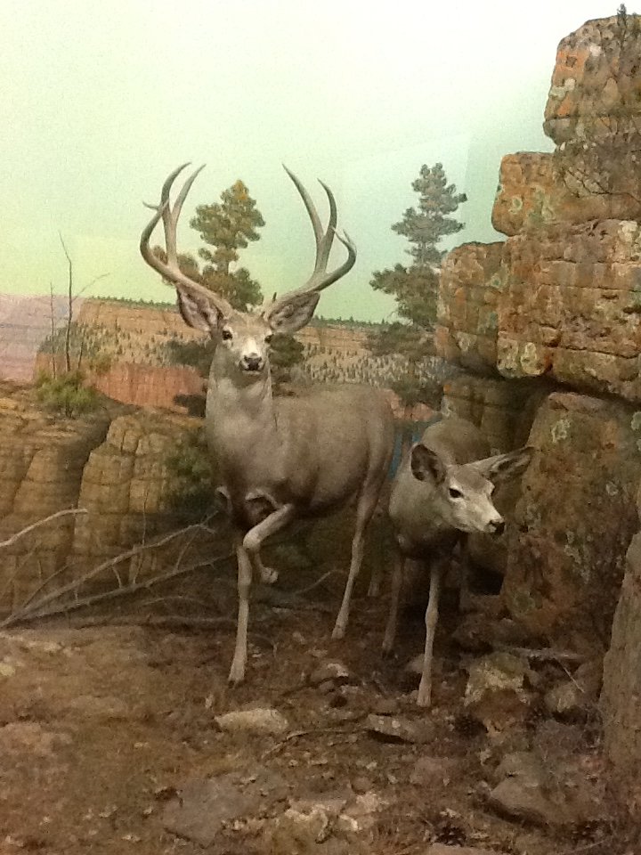 Milwaukee Public Museum - American Southwest - White-Tailed Deer Diorama