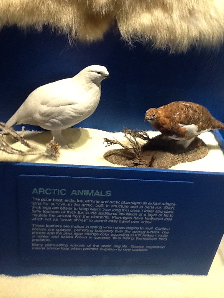 Milwaukee Public Museum - Arctic - Arctic Ptarmigan