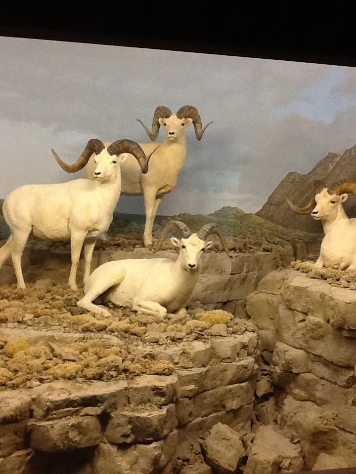 Milwaukee Public Museum - Arctic - Dall Sheep Diorama