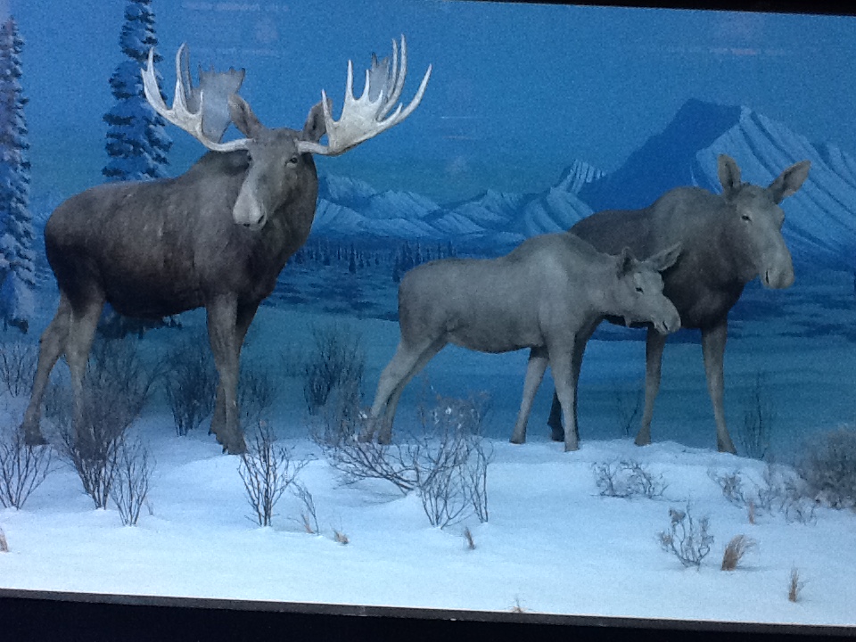 Milwaukee Public Museum - Arctic - Moose Diorama