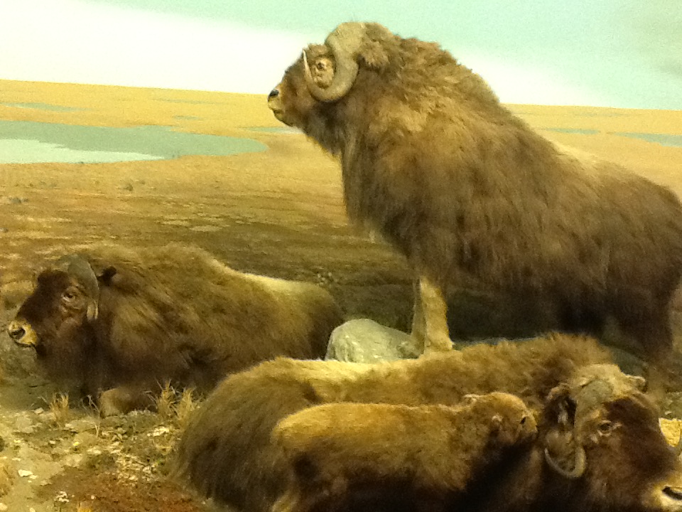 Milwaukee Public Museum - Arctic - Musk Ox Diorama