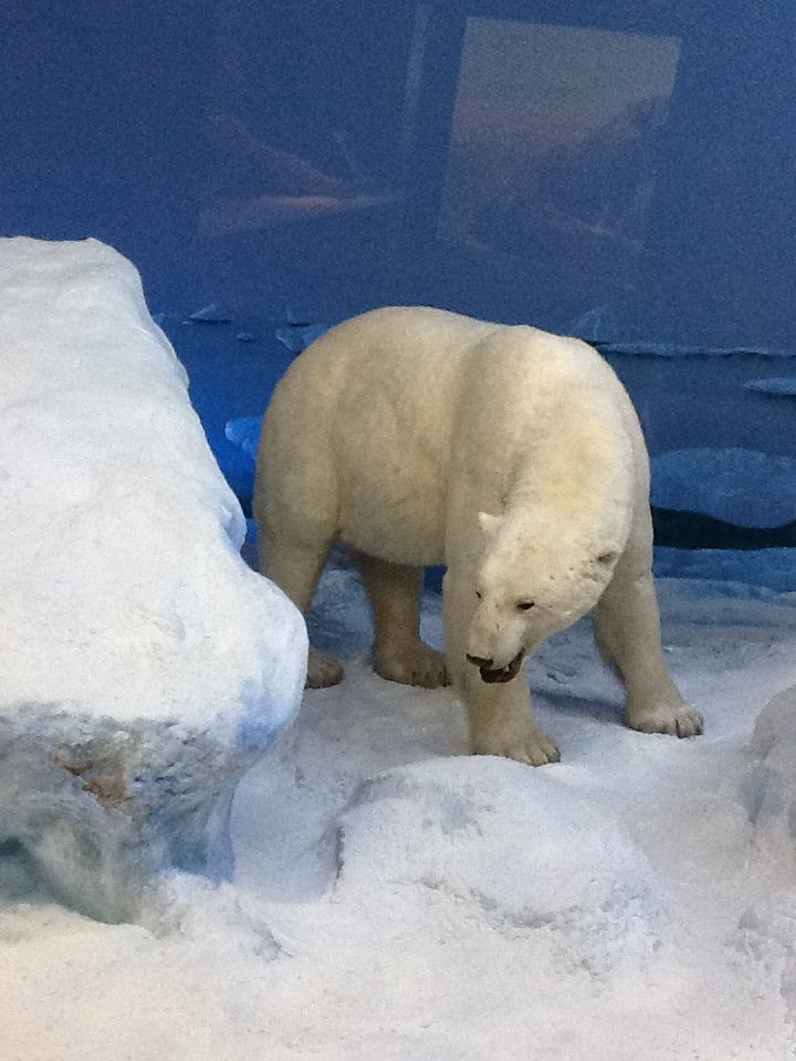 Milwaukee Public Museum - Arctic - Polar Bear in Walrus Diorama