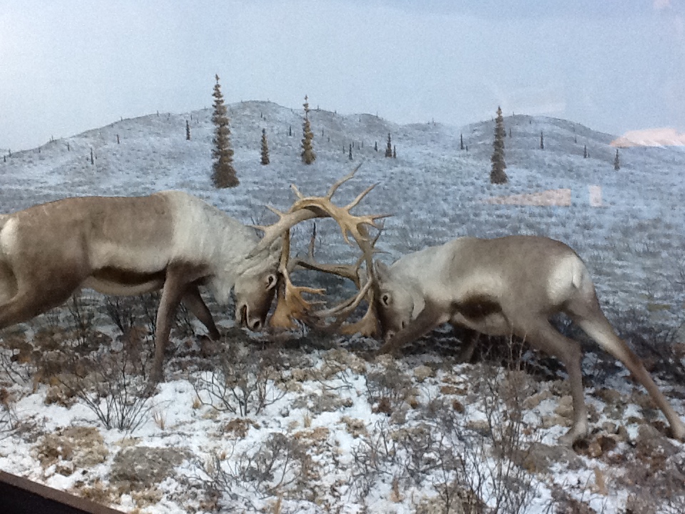 Milwaukee Public Museum - Arctic - Reindeer Diorama