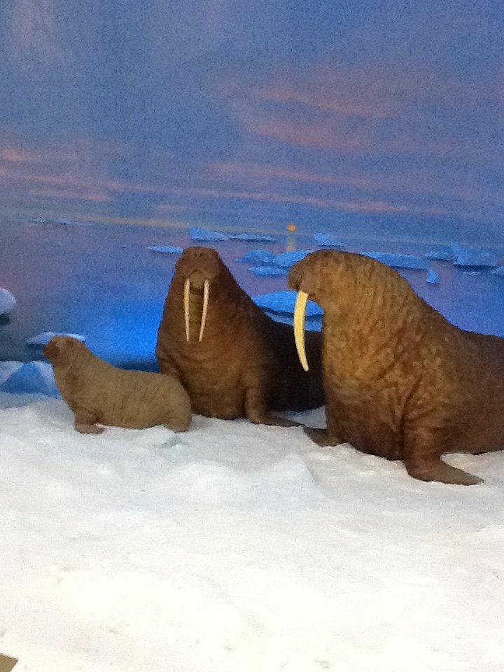 Milwaukee Public Museum - Arctic - Walrus Diorama