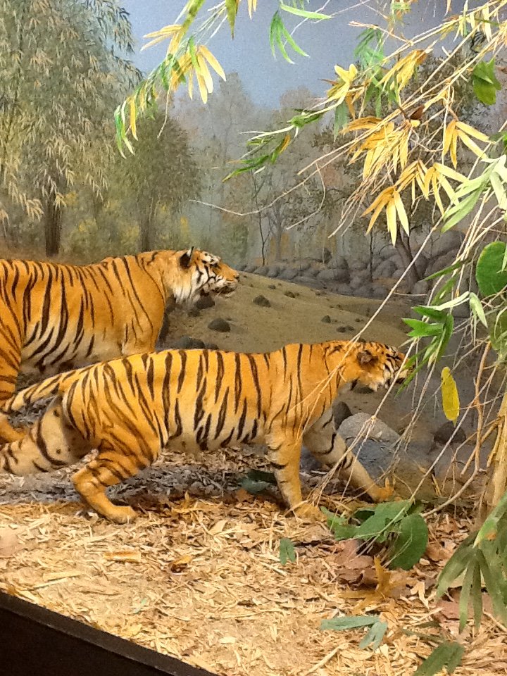 Milwaukee Public Museum - Asia - Bengal Tigers in Indian Jungle Diorama