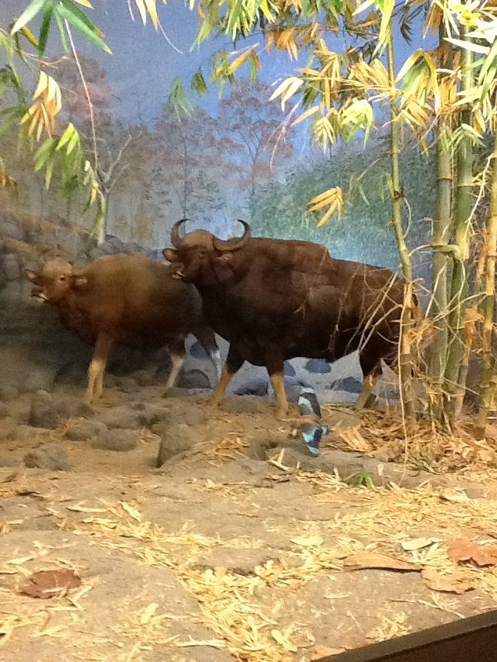 Milwaukee Public Museum - Asia - Gaur and Indian Roller in Indian Jungle Diorama