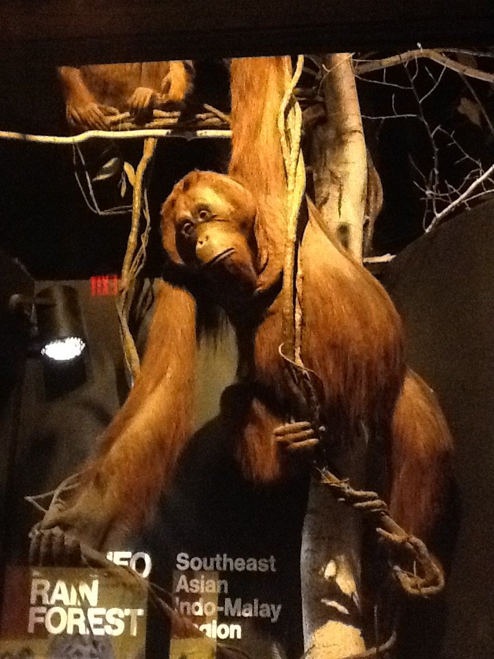 Milwaukee Public Museum - Asia - Orangutan