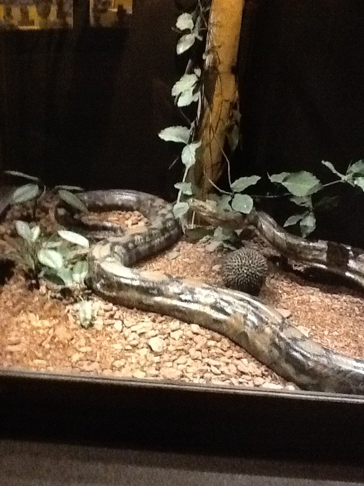 Milwaukee Public Museum - Asia - Reticulated Python