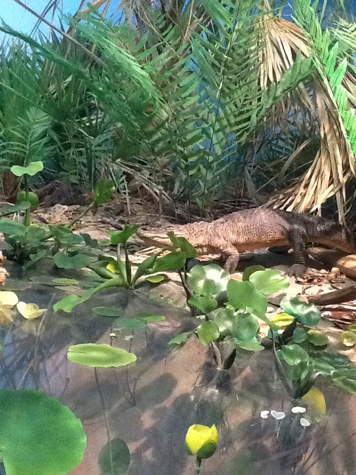 Milwaukee Public Museum - Broadleaf Forest - Alligator Diorama