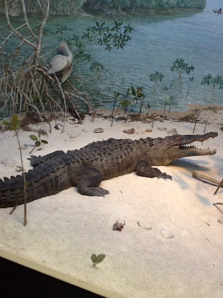 Milwaukee Public Museum - Broadleaf Forest - American Crocodile Diorama