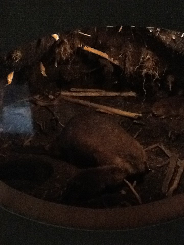 Milwaukee Public Museum - Broadleaf Forest - Beaver Den