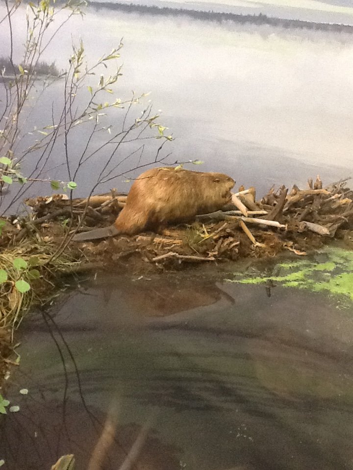 Milwaukee Public Museum - Broadleaf Forest - Beaver Diorama