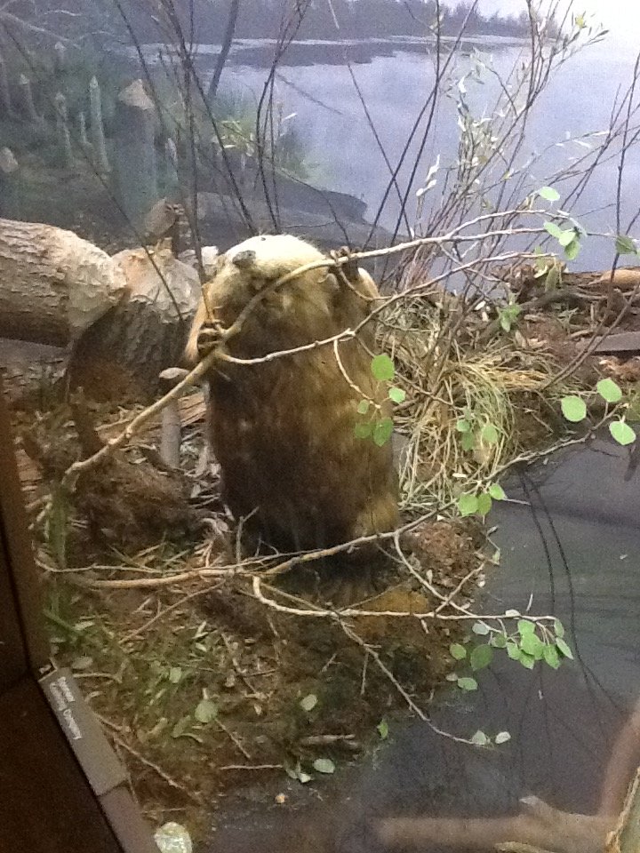 Milwaukee Public Museum - Broadleaf Forest - Beaver Diorama