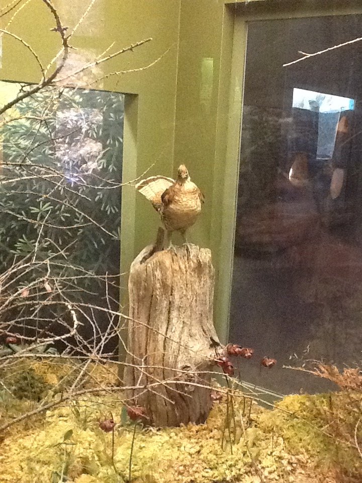 Milwaukee Public Museum - Broadleaf Forest - Bird Species ID?