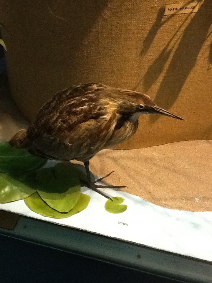 Milwaukee Public Museum - Broadleaf Forest - Bittern