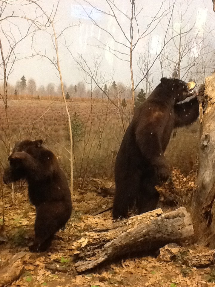 Milwaukee Public Museum - Broadleaf Forest - Black Bears and Honey Bees Diorama