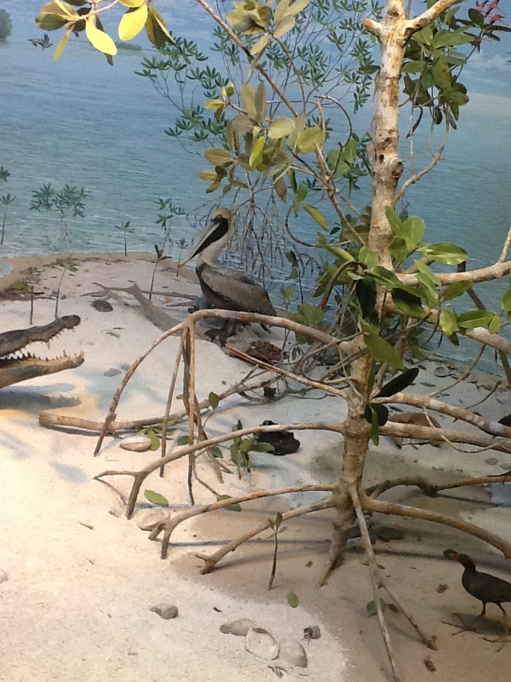 Milwaukee Public Museum - Broadleaf Forest - Brown Pelican in American Crocodile Diorama
