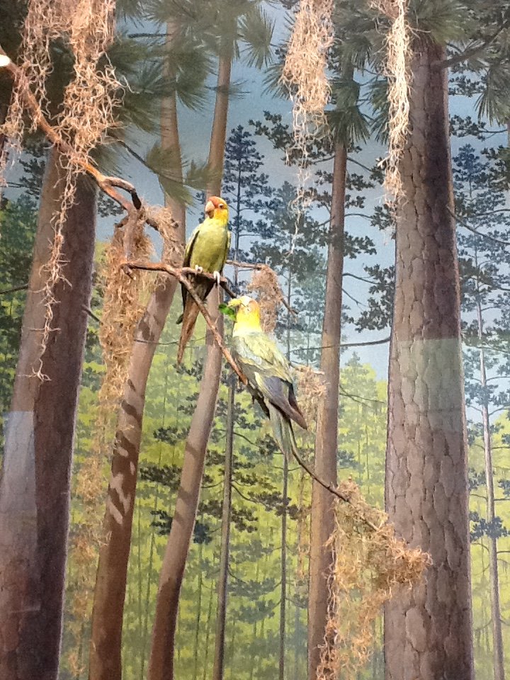 Milwaukee Public Museum - Broadleaf Forest - Carolina Parakeets in Turkey Diorama