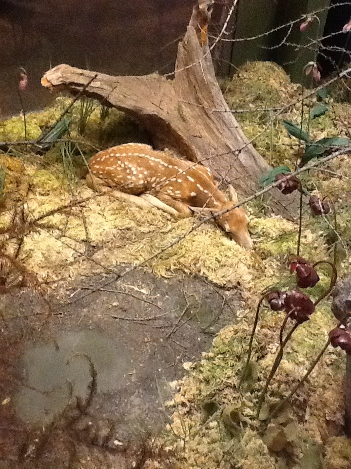 Milwaukee Public Museum - Broadleaf Forest - Deer Fawn Diorama