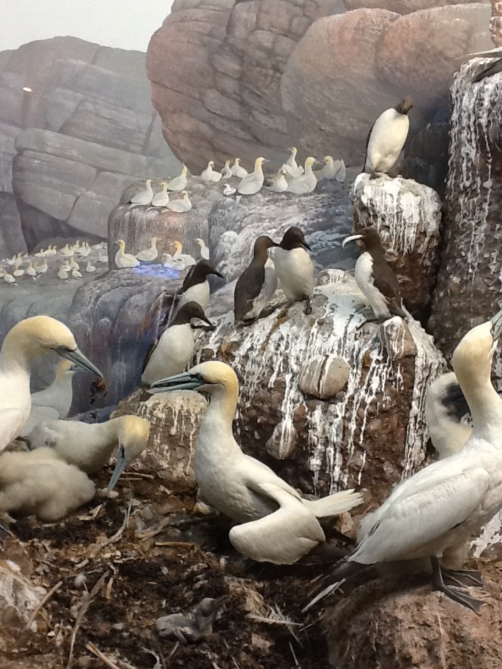Milwaukee Public Museum - Broadleaf Forest - Gannet and Auk Diorama