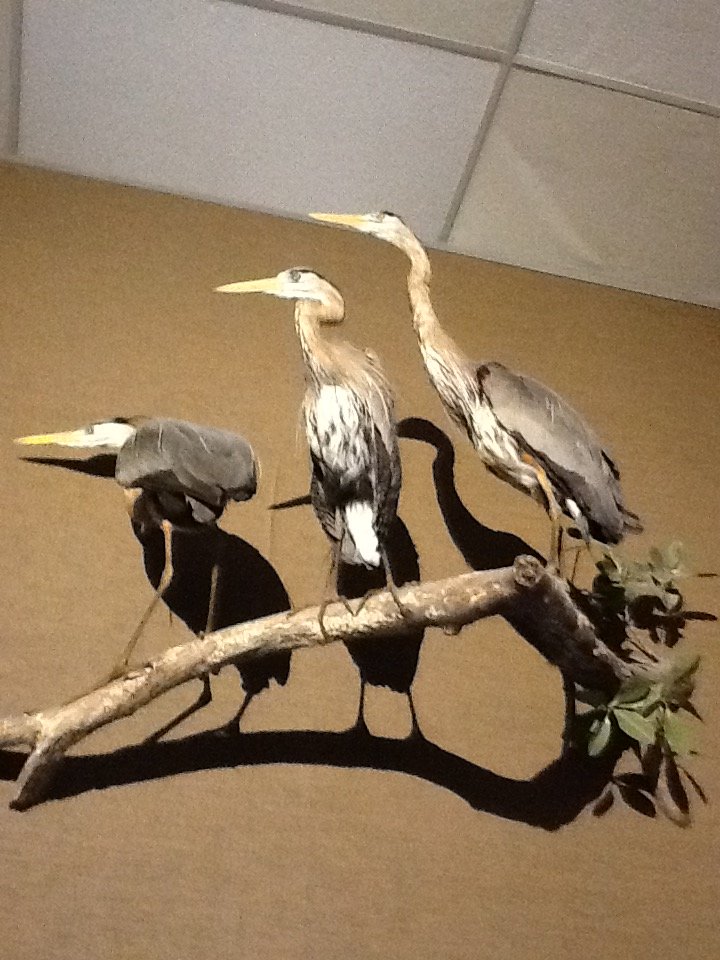 Milwaukee Public Museum - Broadleaf Forest - Herons