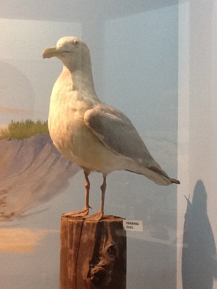 Milwaukee Public Museum - Broadleaf Forest - Herring Gull