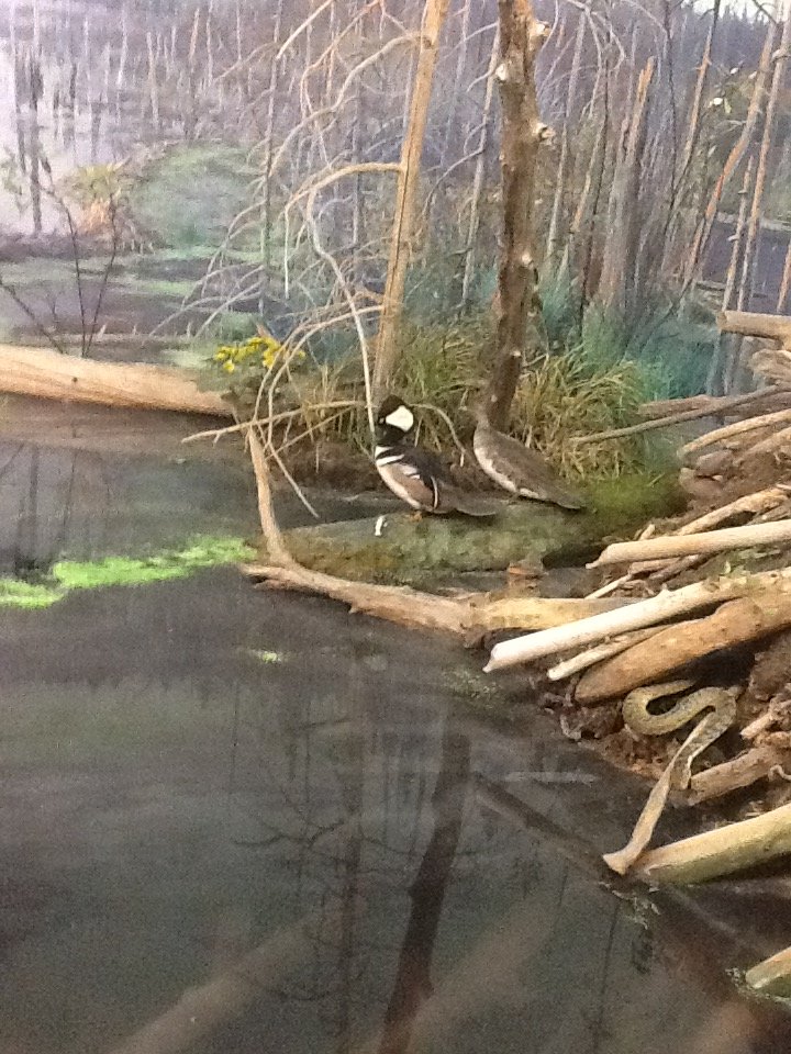 Milwaukee Public Museum - Broadleaf Forest - Hooded Mergansers in Beaver Diorama