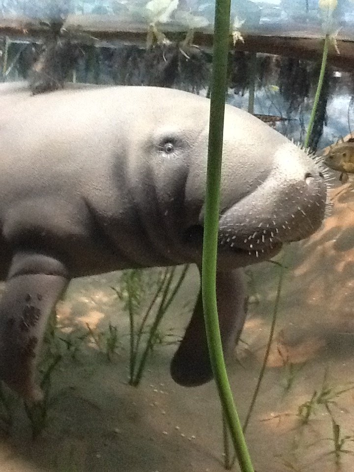 Milwaukee Public Museum - Broadleaf Forest - Manatee Diorama