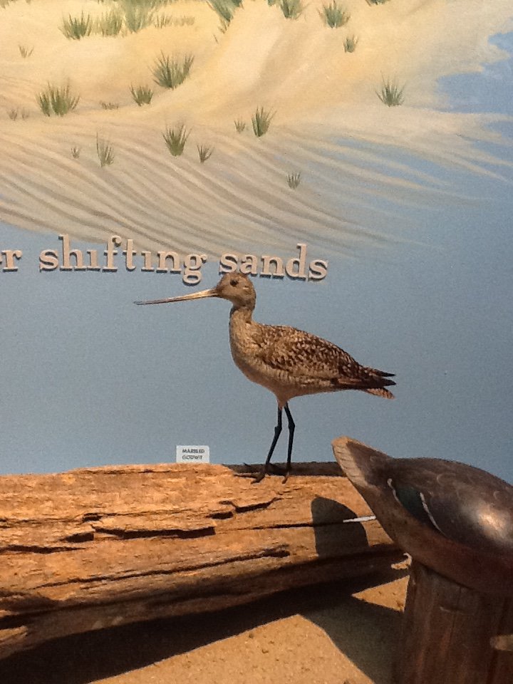 Milwaukee Public Museum - Broadleaf Forest - Marbled Godwit