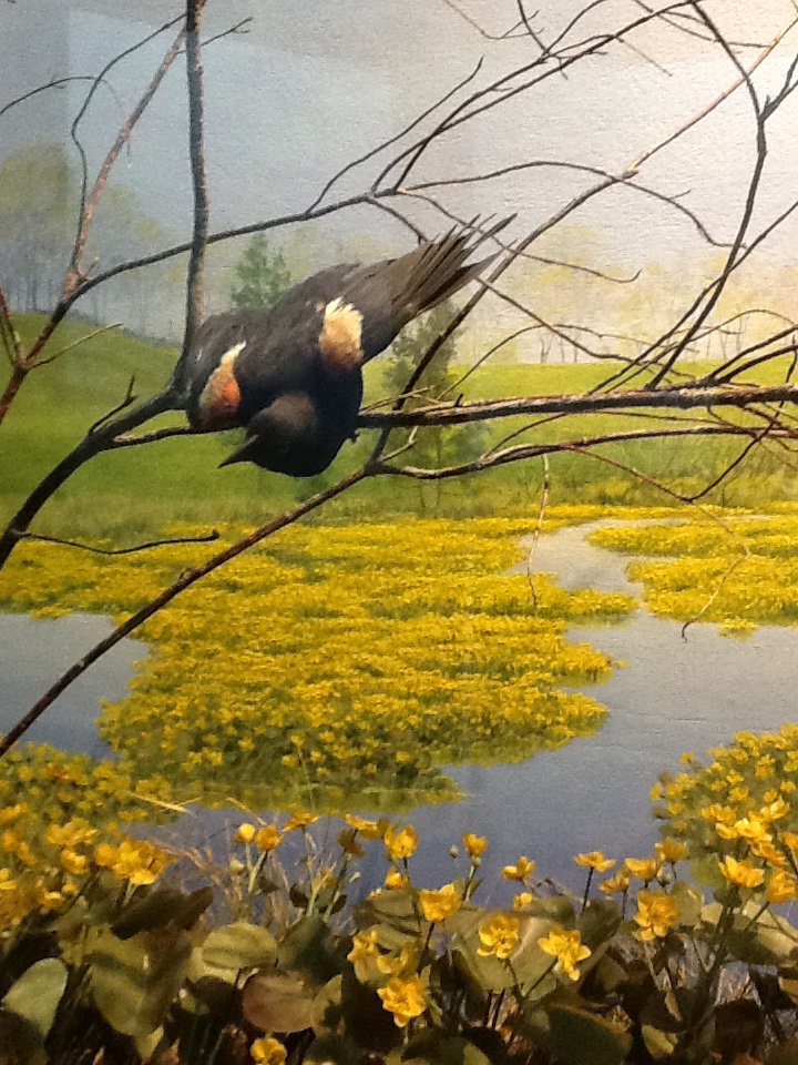 Milwaukee Public Museum - Broadleaf Forest - Red-Winged Blackbird Diorama