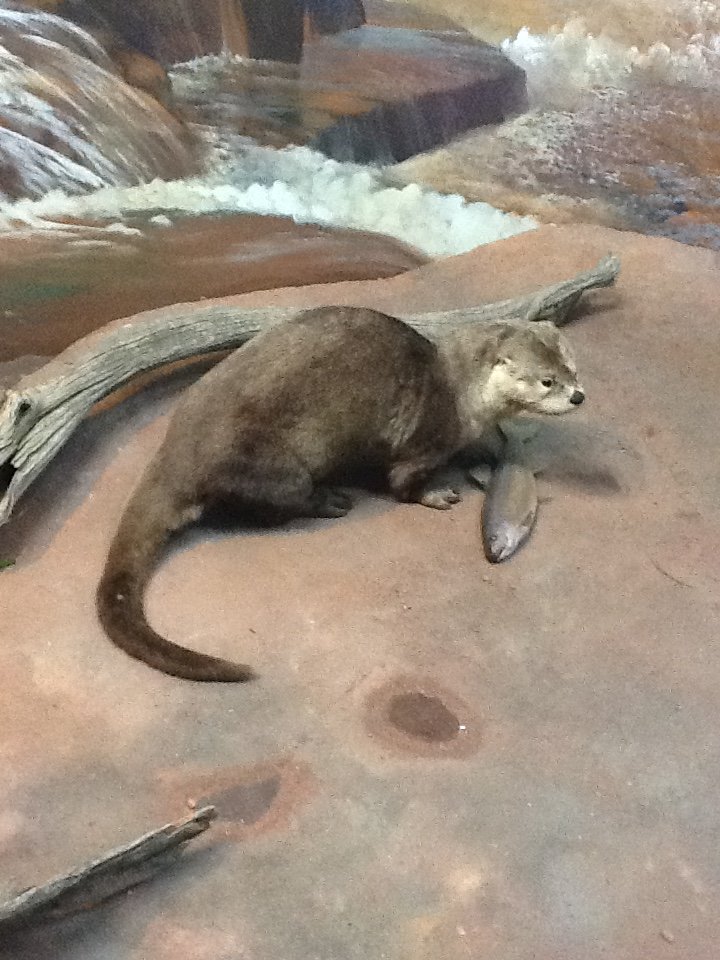 Milwaukee Public Museum - Broadleaf Forest - River Otter Diorama
