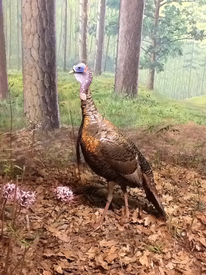 Milwaukee Public Museum - Broadleaf Forest - Turkey Diorama