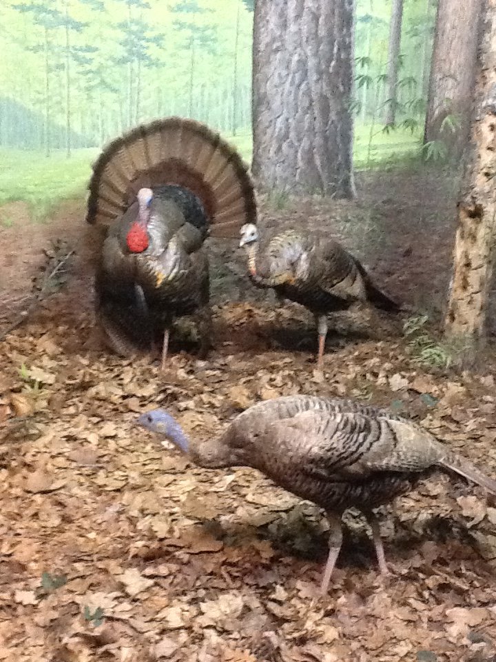 Milwaukee Public Museum - Broadleaf Forest - Turkey Diorama