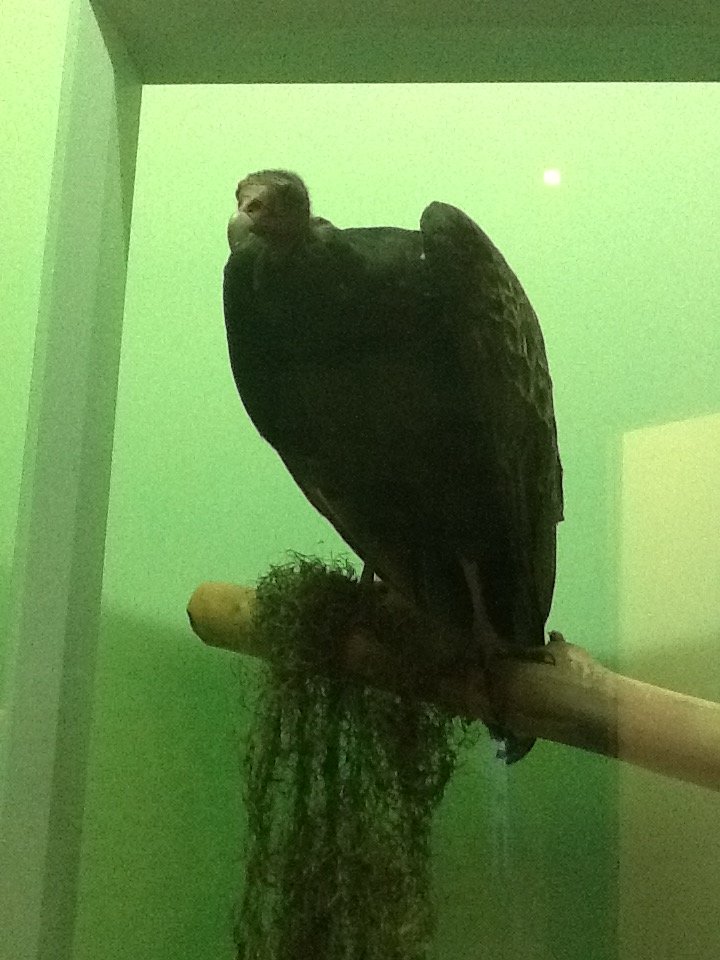Milwaukee Public Museum - Broadleaf Forest - Turkey Vulture