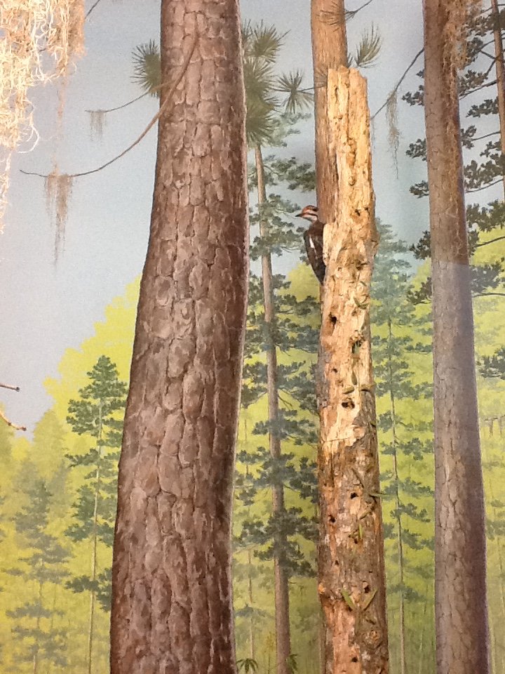 Milwaukee Public Museum - Broadleaf Forest - Woodpecker in Turkey Diorama